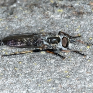 Cerdistus sp. (genus) at Bango, NSW - 3 Feb 2022 10:21 AM