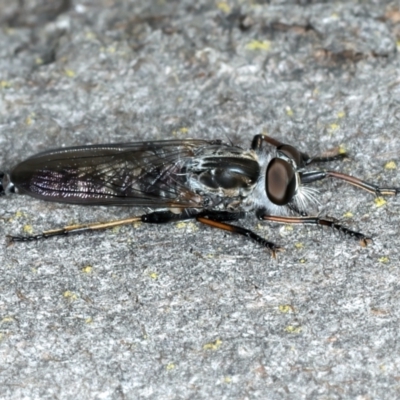 Cerdistus sp. (genus) (Slender Robber Fly) at Bango, NSW - 3 Feb 2022 by jb2602