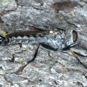 Cerdistus sp. (genus) at Bango, NSW - 3 Feb 2022 10:21 AM