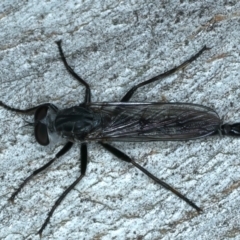 Cerdistus sp. (genus) (Slender Robber Fly) at Bango, NSW - 3 Feb 2022 by jb2602
