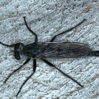 Cerdistus sp. (genus) (Slender Robber Fly) at Bango, NSW - 3 Feb 2022 by jb2602