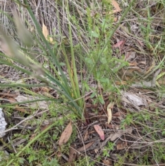 Burchardia umbellata at Hackett, ACT - 5 Feb 2022