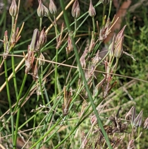 Burchardia umbellata at Hackett, ACT - 5 Feb 2022