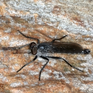 Cerdistus sp. (genus) at Bango, NSW - 3 Feb 2022 11:37 AM