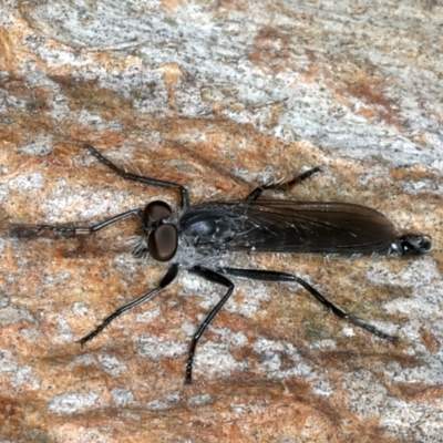 Cerdistus sp. (genus) (Yellow Slender Robber Fly) at Bango, NSW - 3 Feb 2022 by jbromilow50