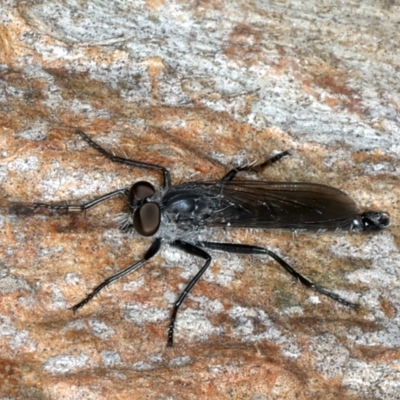 Cerdistus sp. (genus) (Slender Robber Fly) at Bango, NSW - 3 Feb 2022 by jbromilow50