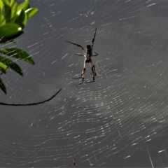 Trichonephila edulis at Town Common, QLD - 19 Mar 2021 by TerryS