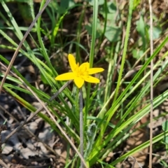 Hypoxis hygrometrica (Golden Weather-grass) at Jerrabomberra, ACT - 5 Feb 2022 by Mike
