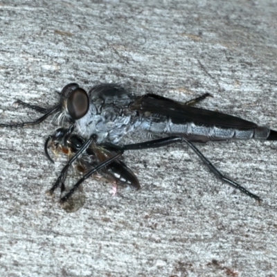 Cerdistus sp. (genus) (Yellow Slender Robber Fly) at Bango, NSW - 3 Feb 2022 by jbromilow50