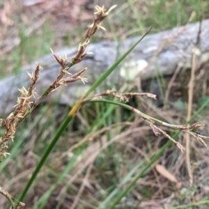 Lepidosperma laterale at Hackett, ACT - 5 Feb 2022