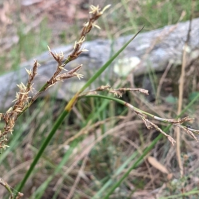 Lepidosperma laterale (Variable Sword Sedge) at Hackett, ACT - 5 Feb 2022 by abread111