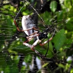 Trichonephila edulis at Town Common, QLD - 19 Mar 2021 by TerryS