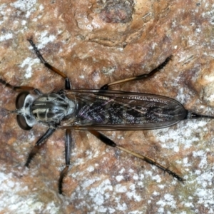 Cerdistus sp. (genus) at Bango, NSW - 3 Feb 2022 02:11 PM