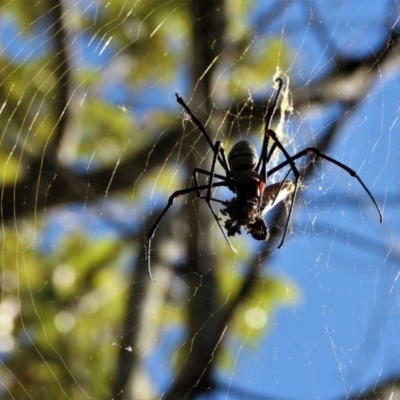 Trichonephila edulis at Town Common, QLD - 2 May 2021 by TerryS