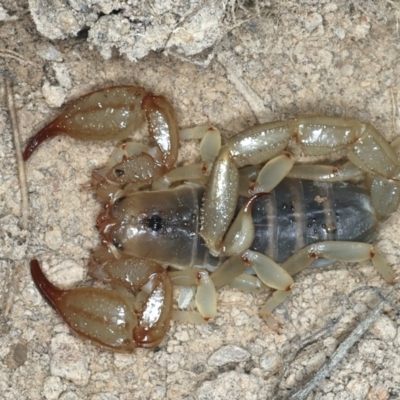 Urodacus manicatus (Black Rock Scorpion) at Bango, NSW - 3 Feb 2022 by jb2602