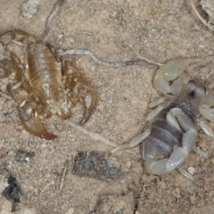 Urodacus manicatus (Black Rock Scorpion) at Bango, NSW - 3 Feb 2022 by jbromilow50
