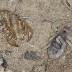 Urodacus manicatus (Black Rock Scorpion) at Bango, NSW - 3 Feb 2022 by jb2602