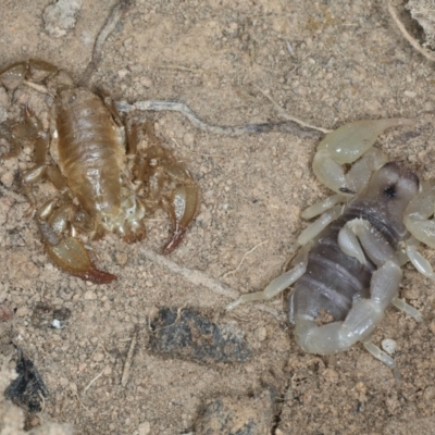 Urodacus manicatus (Black Rock Scorpion) at Bango, NSW - 3 Feb 2022 by jb2602