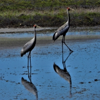 Grus rubicunda (Brolga) at Town Common, QLD - 19 Mar 2021 by TerryS