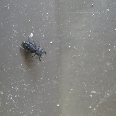 Holoplatys sp. (genus) (Unidentified Holoplatys jumping spider) at McKellar, ACT - 5 Feb 2022 by Amata