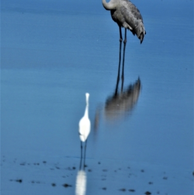 Antigone rubicunda (Brolga) at Town Common, QLD - 19 Mar 2021 by TerryS