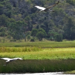 Grus rubicunda (Brolga) at Town Common, QLD - 14 Aug 2021 by TerryS