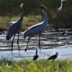 Grus rubicunda (Brolga) at Town Common, QLD - 14 Aug 2021 by TerryS