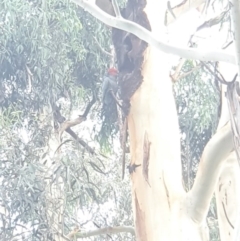 Callocephalon fimbriatum (Gang-gang Cockatoo) at Yarralumla, ACT - 5 Feb 2022 by namaqua