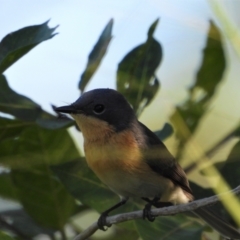 Myiagra rubecula (Leaden Flycatcher) at Town Common, QLD - 2 May 2021 by TerryS