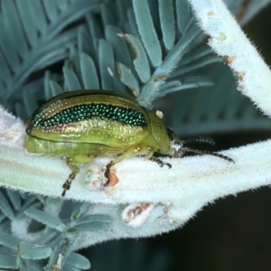 Calomela vittata at Bango, NSW - 3 Feb 2022