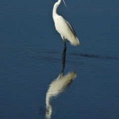 Egretta garzetta (Little Egret) at Town Common, QLD - 19 Mar 2021 by TerryS