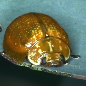 Paropsisterna cloelia at Bango, NSW - 3 Feb 2022