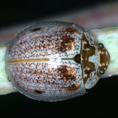 Paropsisterna m-fuscum (Eucalyptus Leaf Beetle) at Bango, NSW - 3 Feb 2022 by jb2602