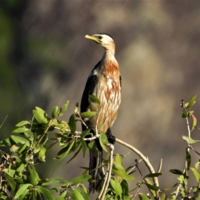 Microcarbo melanoleucos (Little Pied Cormorant) at Town Common, QLD - 1 May 2021 by TerryS