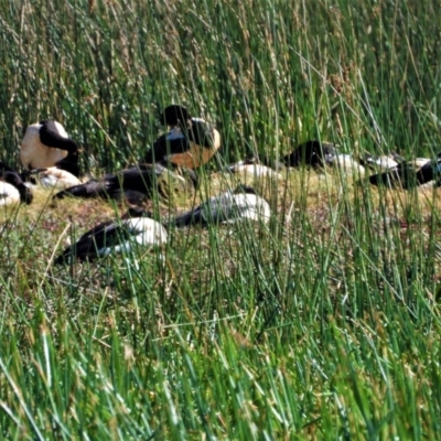 Anseranas semipalmata (Magpie Goose) at Town Common, QLD - 14 Aug 2021 by TerryS