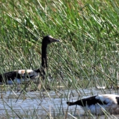 Anseranas semipalmata (Magpie Goose) at Town Common, QLD - 14 Aug 2021 by TerryS