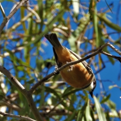 Pachycephala rufiventris (Rufous Whistler) at Town Common, QLD - 5 Feb 2022 by TerryS