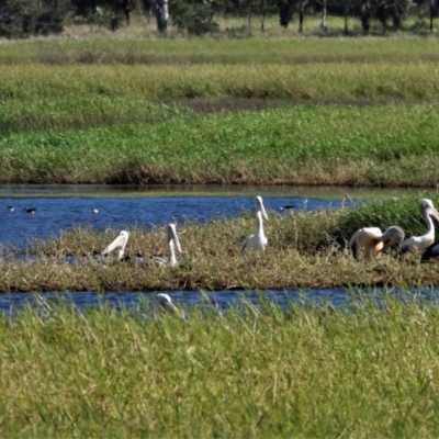 Pelecanus conspicillatus (Australian Pelican) at Town Common, QLD - 14 Aug 2021 by TerryS