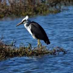 Egretta picata (Pied Heron) at Town Common, QLD - 1 May 2021 by TerryS