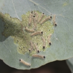 Uraba lugens (Gumleaf Skeletonizer) at Bango, NSW - 2 Feb 2022 by AlisonMilton