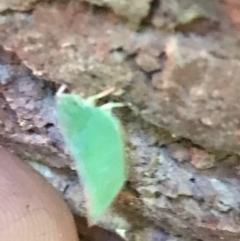 Siphanta sp. (genus) (Green planthopper, Torpedo bug) at Garran, ACT - 4 Feb 2022 by Tapirlord