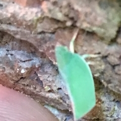 Siphanta sp. (genus) at Garran, ACT - 4 Feb 2022