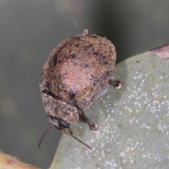 Trachymela sp. (genus) (Brown button beetle) at Bango, NSW - 3 Feb 2022 by AlisonMilton