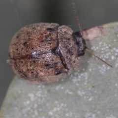 Trachymela sp. (genus) at Bango, NSW - 3 Feb 2022