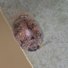 Trachymela sp. (genus) at Bango, NSW - 3 Feb 2022