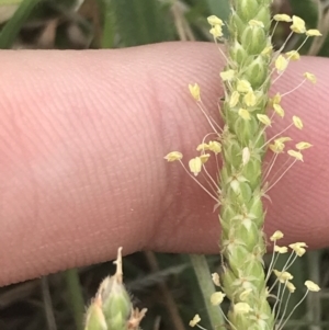 Plantago coronopus subsp. coronopus at Pialligo, ACT - 5 Feb 2022