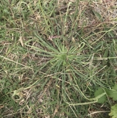 Plantago coronopus subsp. coronopus at Pialligo, ACT - 5 Feb 2022