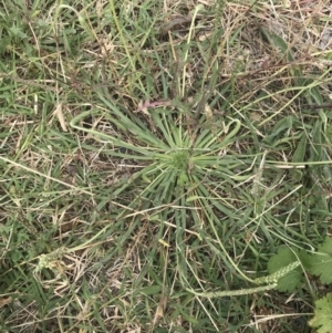 Plantago coronopus subsp. coronopus at Pialligo, ACT - 5 Feb 2022