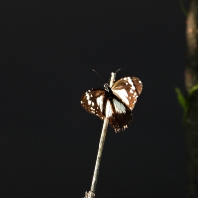 Danaus affinis (Marsh Tiger) at Town Common, QLD - 19 Mar 2021 by TerryS