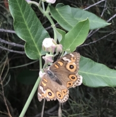 Junonia villida (Meadow Argus) at Garran, ACT - 5 Feb 2022 by Tapirlord